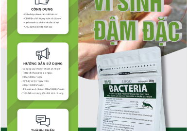 BACTERIA - VI SINH ĐẬM ĐẶC