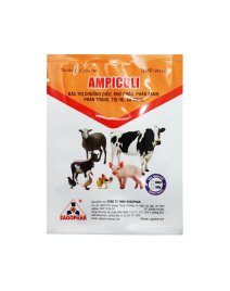 AMPICOLI (nhãn vàng)