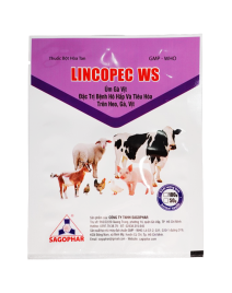 LINCOPEC WS 